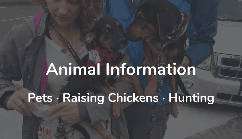 Animal Information website thumbnail