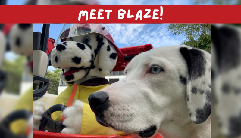 Website banner photo that says "Meet Blaze" with photo of Blaze the dog