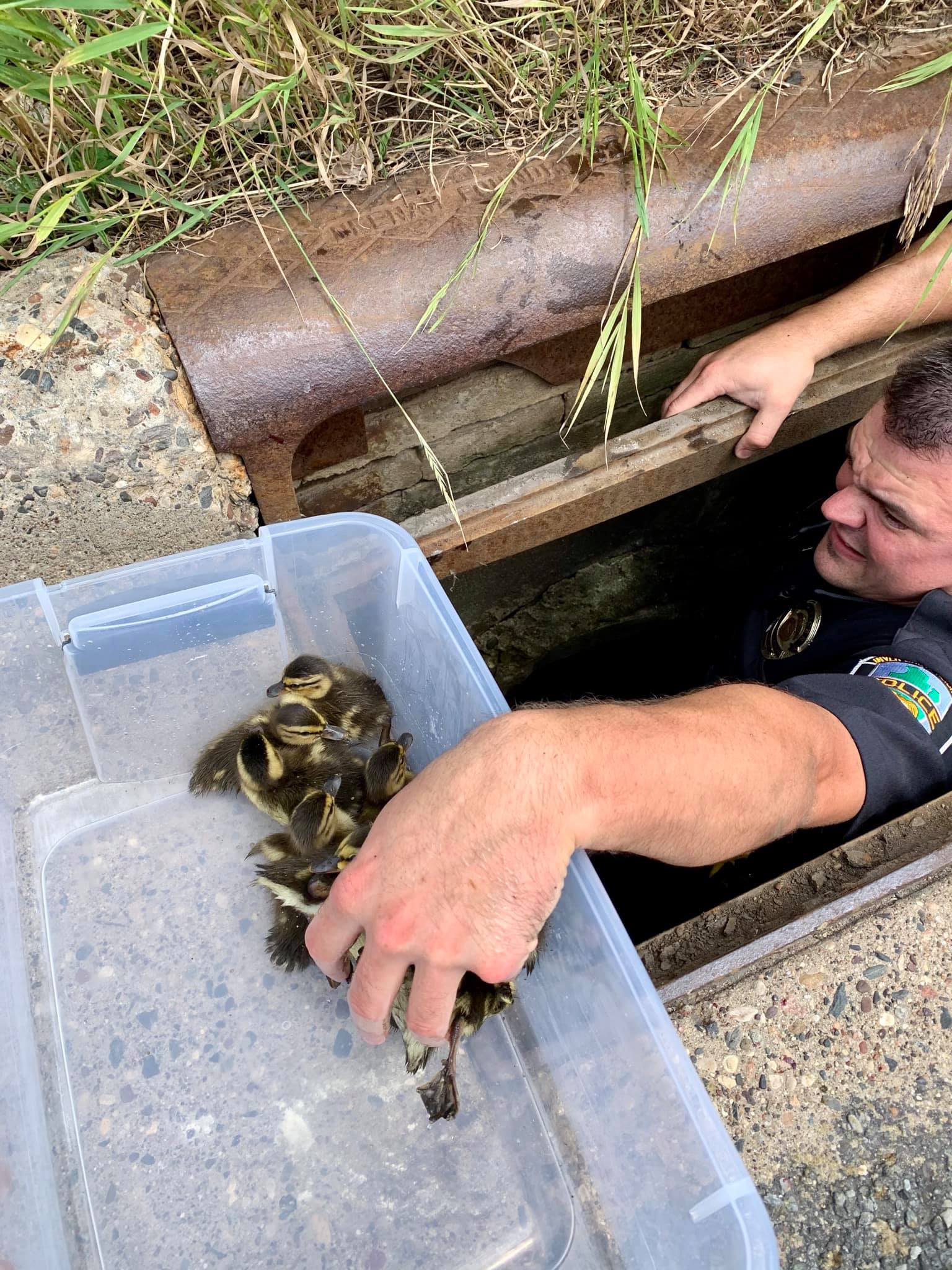 duckling rescue