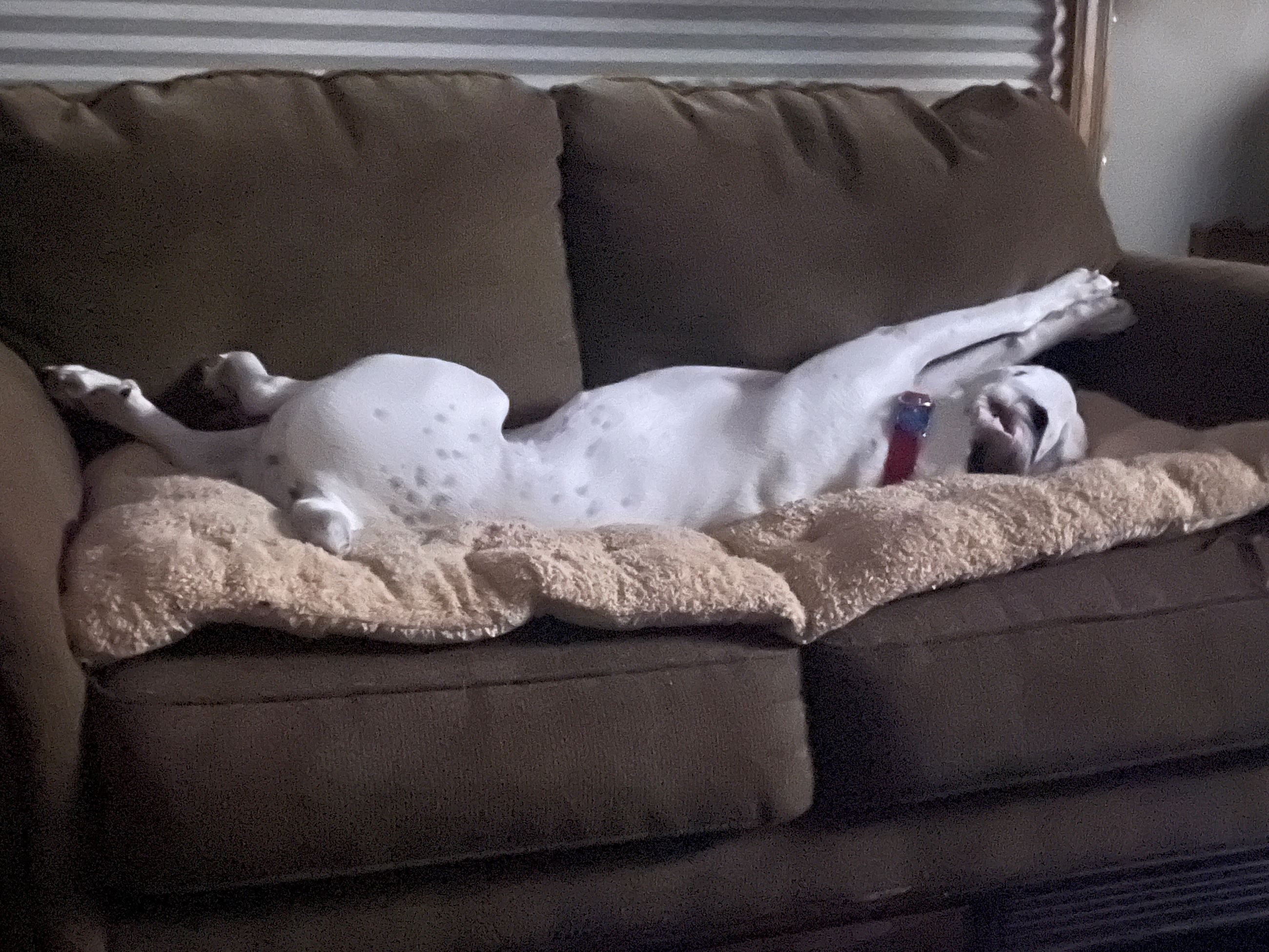 Blaz Favorite way to sleep