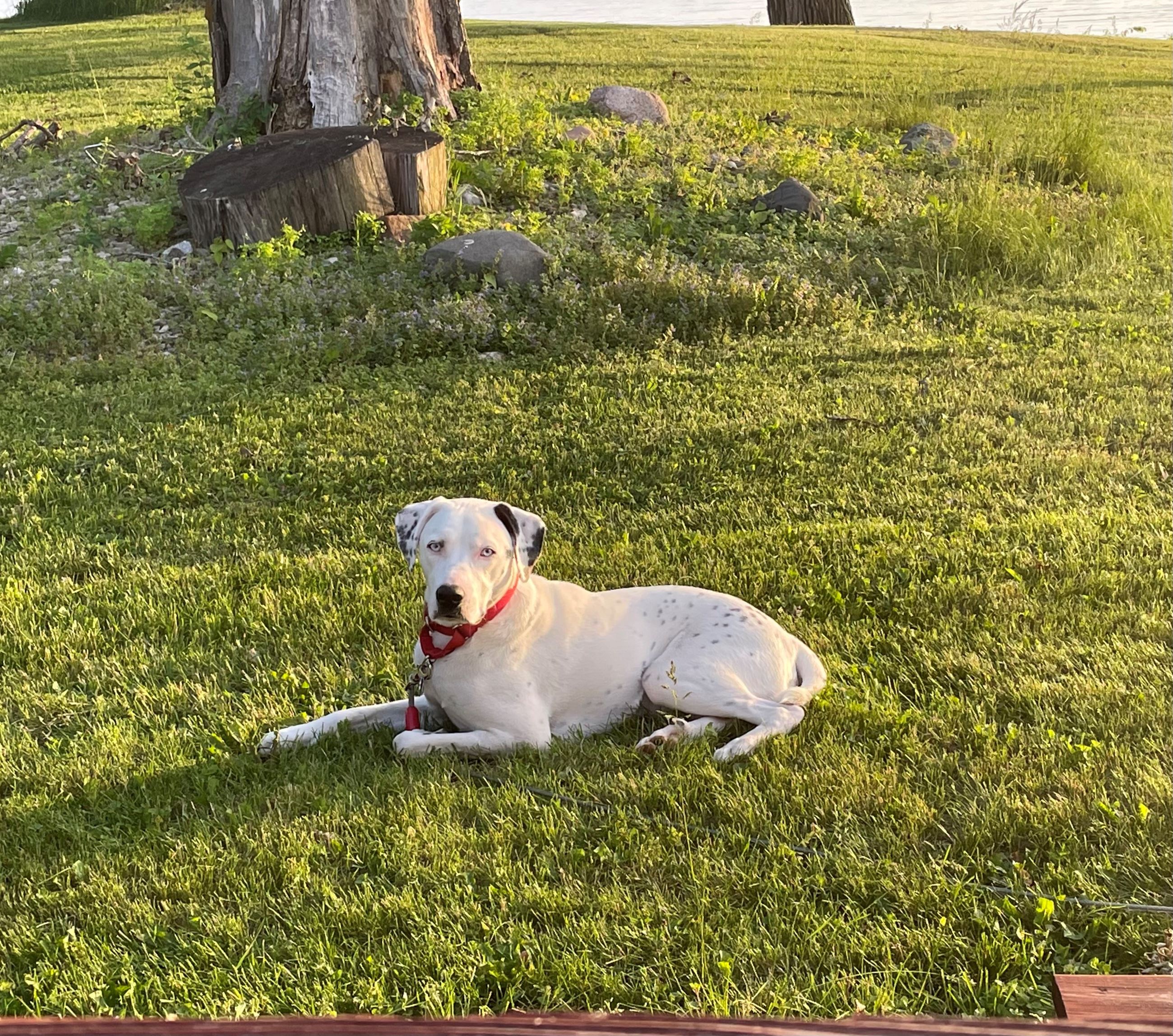 Blaz Loves to be outside