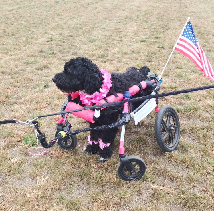Black dog in a decorated wheelchair cart at Let's Pawty