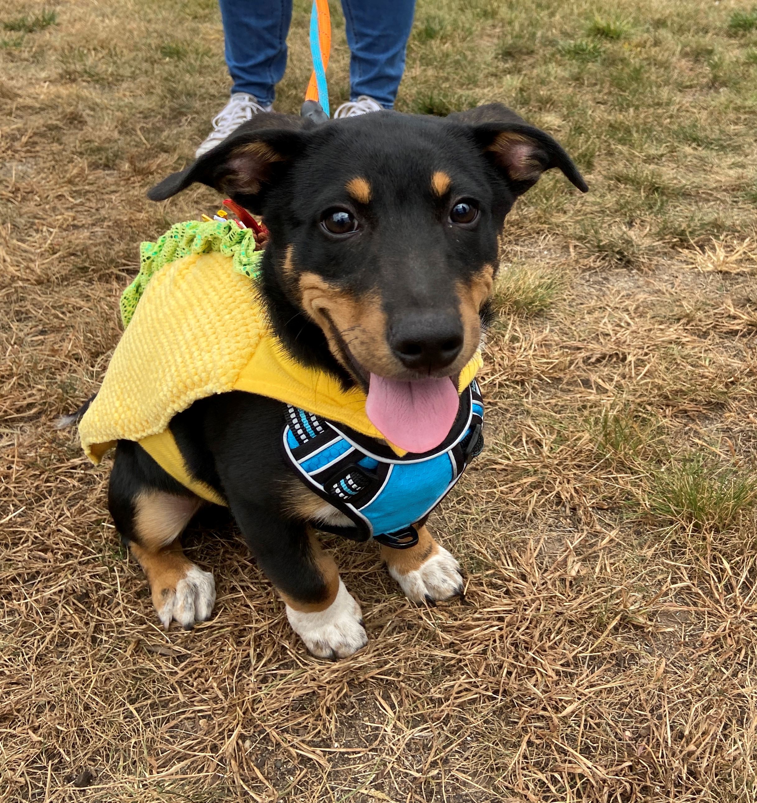 Dog dressed as a taco