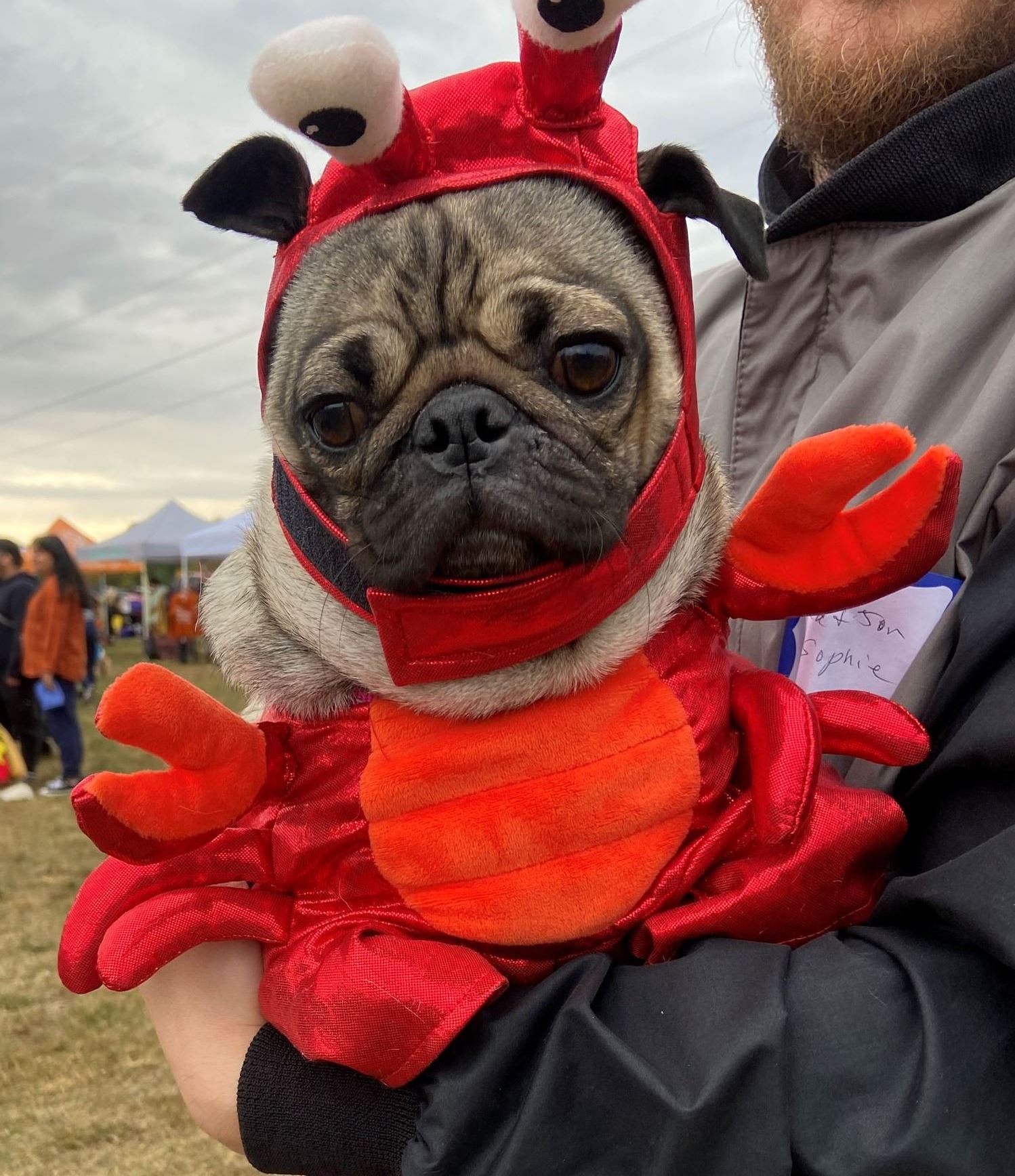Pug dressed as a lobster